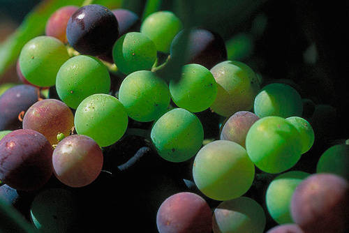 彩树家族珍藏干红葡萄怎么品尝更美味?