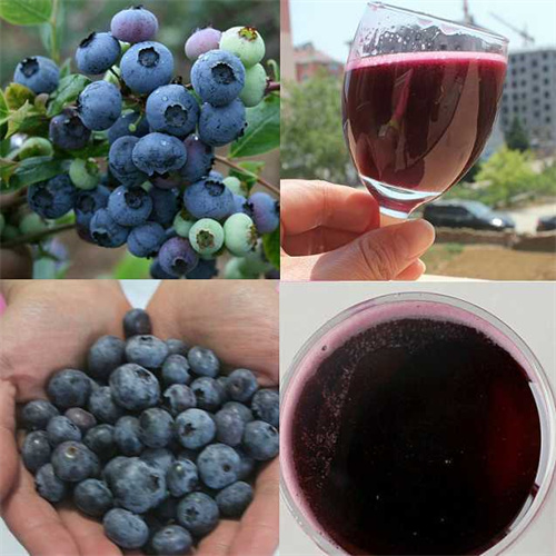 酿红葡萄酒用什么葡萄好-酿红葡萄酒用什么葡萄