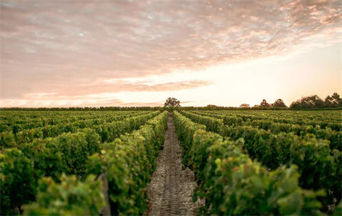 西班牙最大的葡萄酒公司排行榜