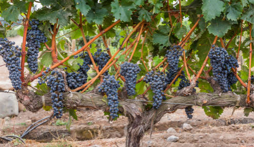 法国产干红葡萄酒价格查询-法国原装进口750ml飞图干红葡萄酒价格