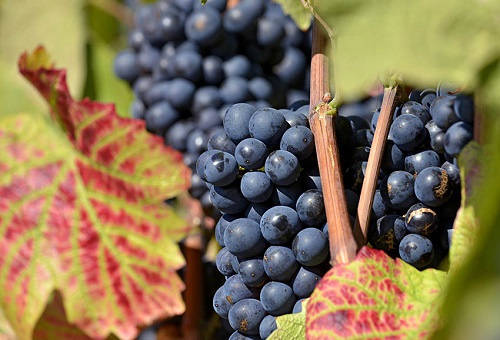 品味巴洛酒庄干红葡萄酒2012（来自意大利的珍品）