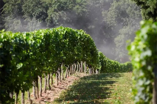 意大利斯托卡红葡萄酒,意大利人追捧超级托斯卡纳葡萄酒