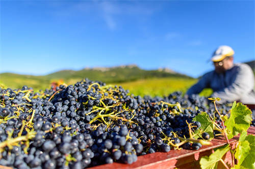 常见红葡萄品种大全,红葡萄的种类
