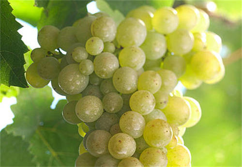 2003年产波尔多干白葡萄酒价格
