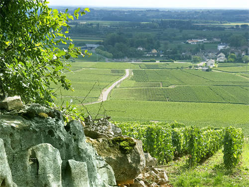 2009年法国葡萄酒品味经典，享受美好生活
