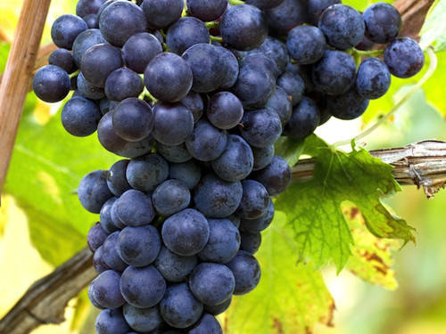 葡萄酒的功效及饮用方法「葡萄的酒的功效和作用」